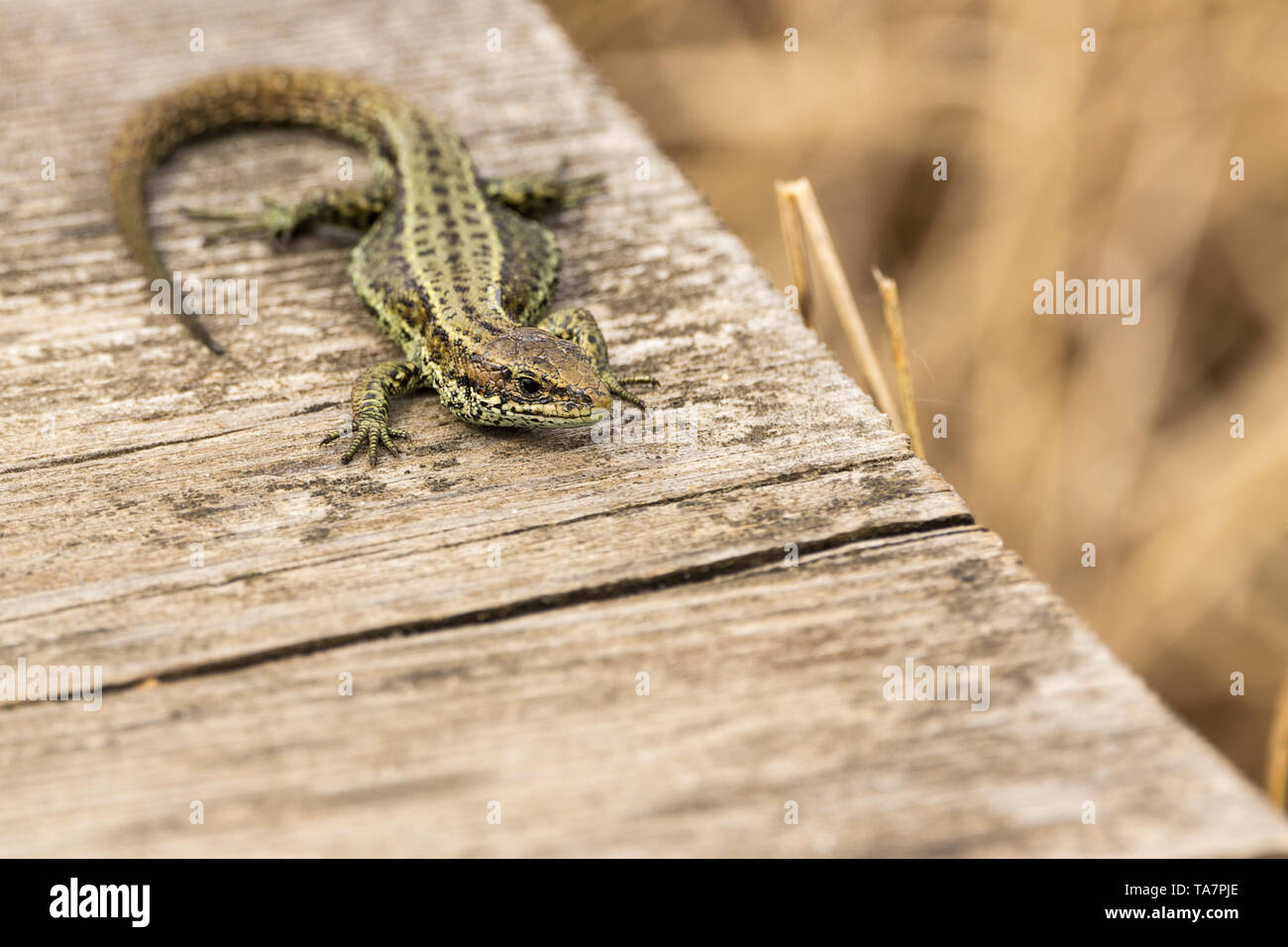 Lizard gemeinsame (Lacerta vivipara) Erwärmung auf einem Board Walk erhitzt durch die Sonne. Grau Braun grünlich mit dunklen Mustern an seinen Körper und langen Schwanz Stockfoto