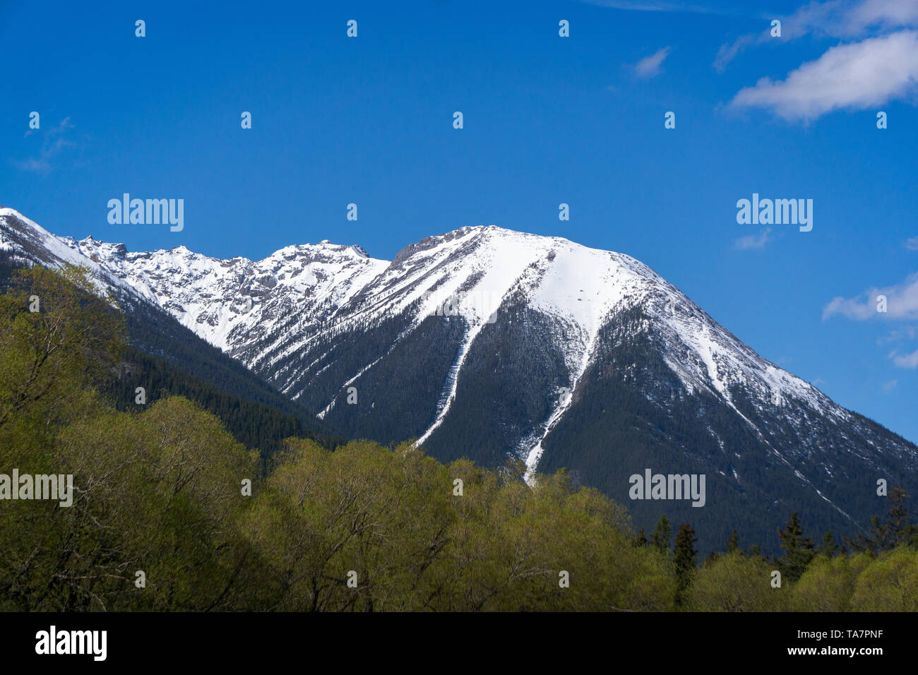 Berge und Baum Banff Alberta Kanada Stockfoto