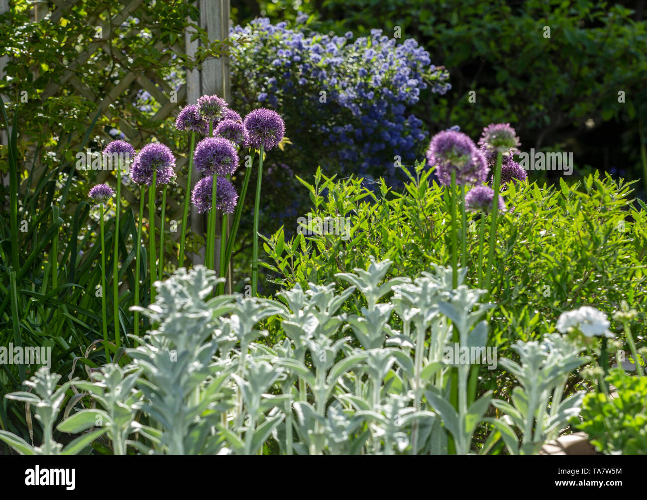 Aufstrebende lila Blüten von Alium Globemaster kontrastieren mit dem hellen Laub von Stachys byzantina - Lamm-Ohr - blauer Ceanothus Concha im Hintergrund Stockfoto