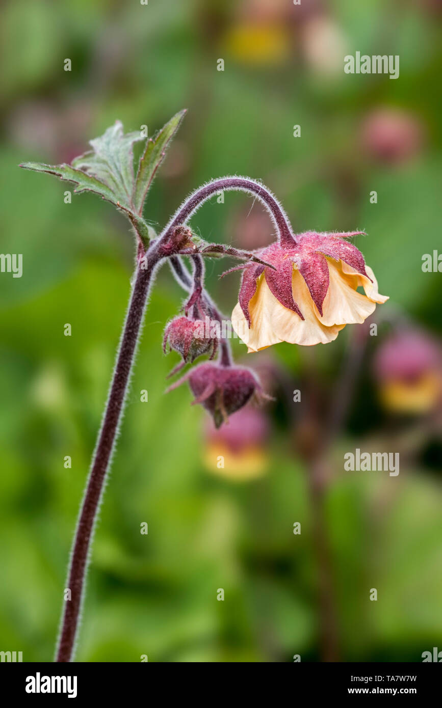 Scarlet avens/Chilenischen avens/Double Bloody Mary/Grecian Rose (Geum chiloense/Geum quellyon) in Blüte, beheimatet in Chile Stockfoto