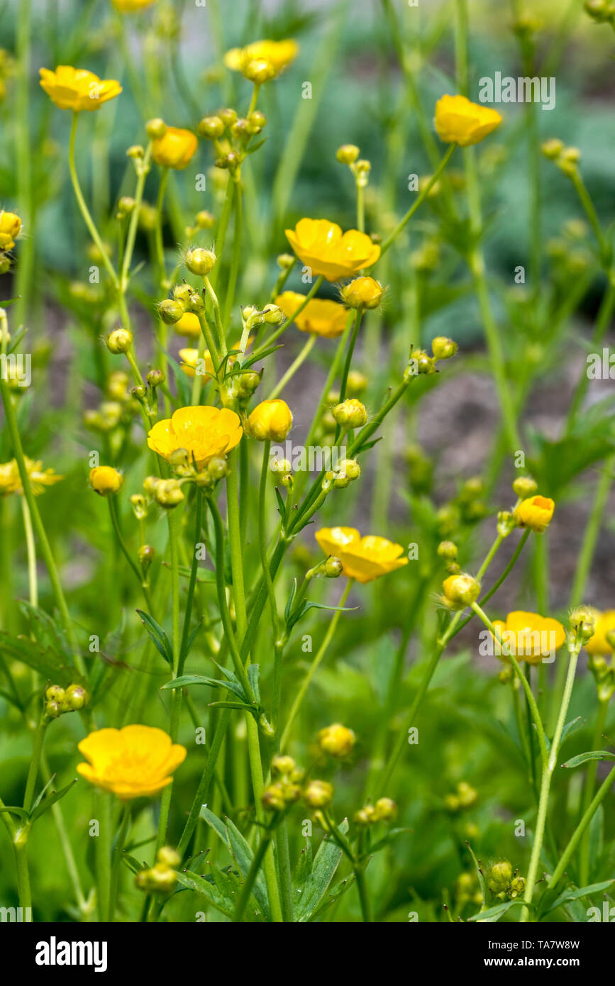 Wolliger Hahnenfu (Ranunculus Lanuginosus) In Blume Stockfotografie