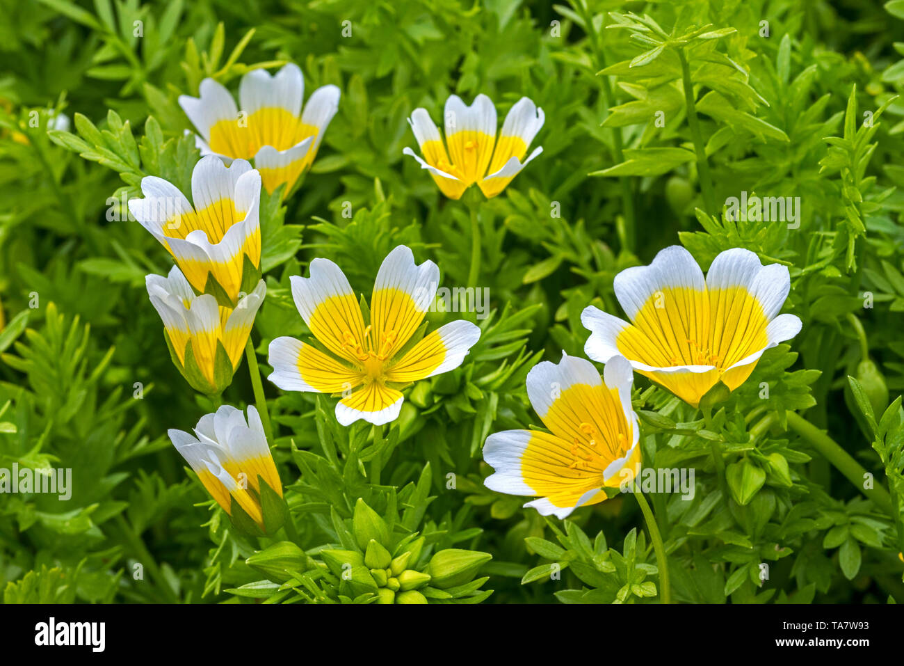 Douglas' meadowfoam/pochiertes Ei Pflanze (Limnanthes maculata) in Blüte, beheimatet in Kalifornien und Oregon Stockfoto