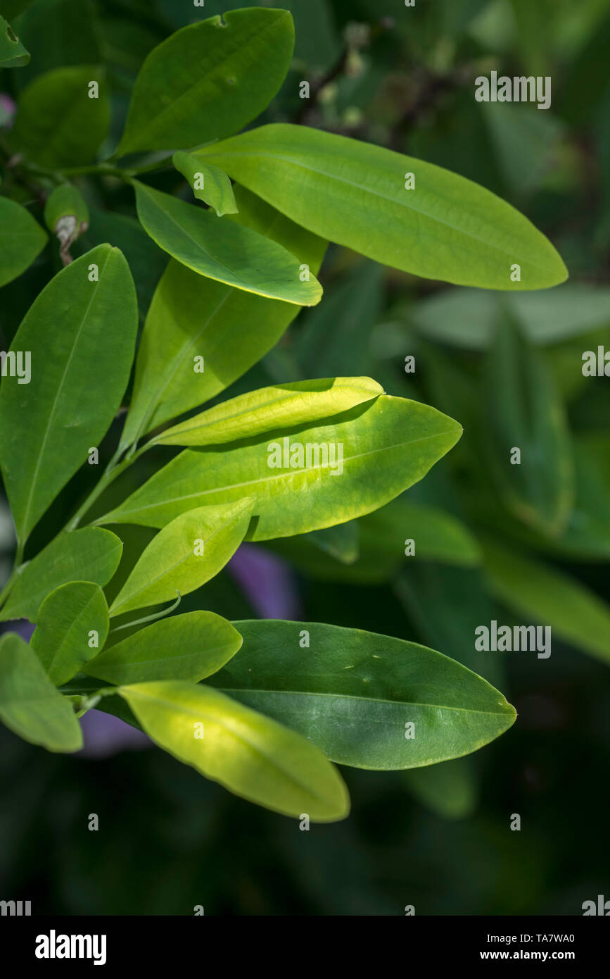 Amazonas Coca (Erythroxylum coca) in der Nähe von Laub, Strauch aus Südamerika Stockfotografie
