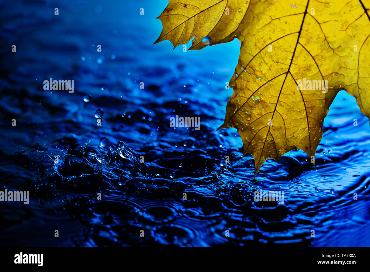 Hintergrundbild für Bildschirmschoner. Gelb Herbst Blatt über blaue Wasser bei Regen. Spritzer und Tropfen Wasser mit blauen Wasser Stockfoto