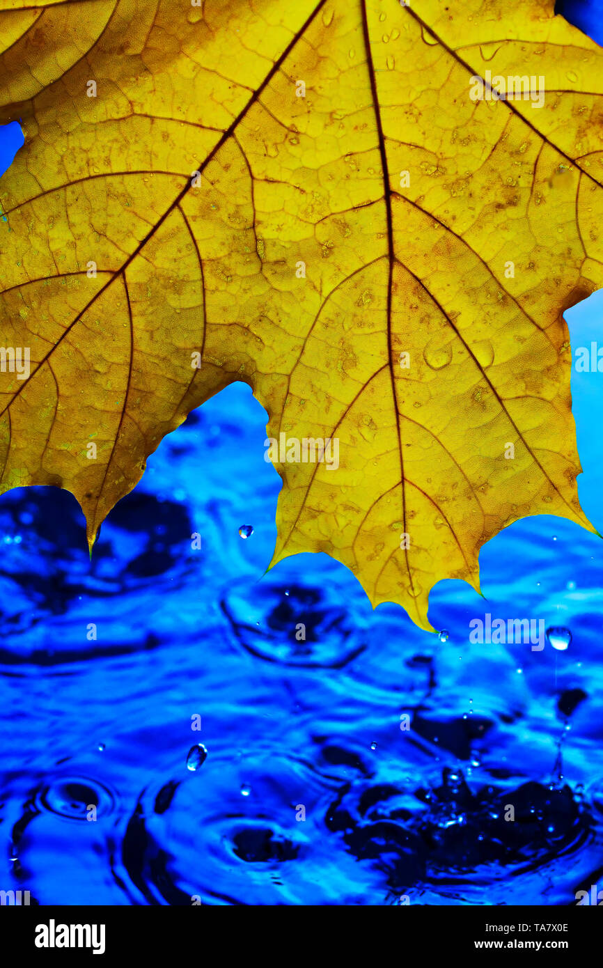 Hintergrundbild für Bildschirmschoner. Gelb Herbst Blatt über blaue Wasser bei Regen. Spritzer und Tropfen Wasser mit blauen Wasser Stockfoto