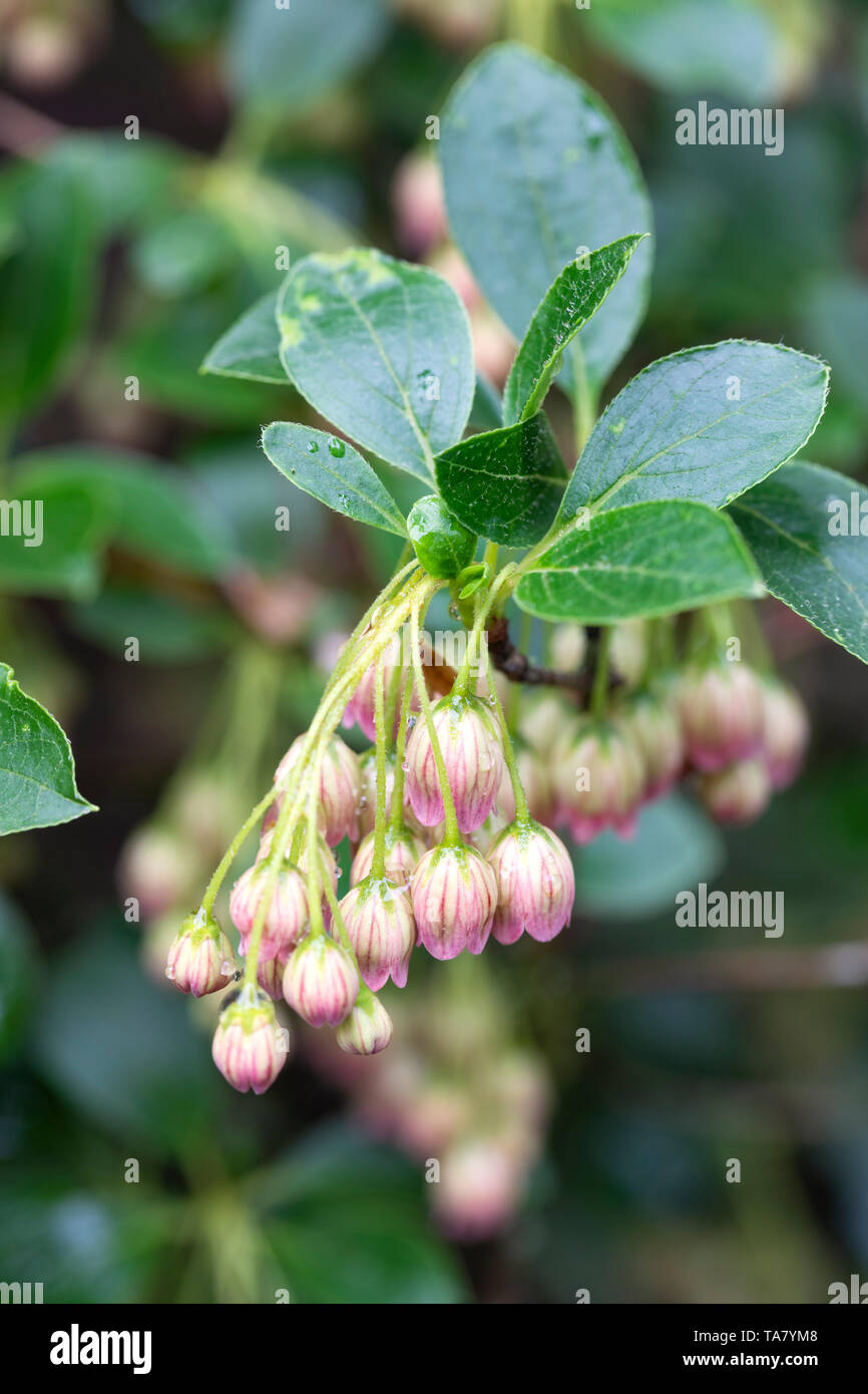 Nahaufnahme der Blüten von Enkianthus campanulatus, England, Großbritannien Stockfoto