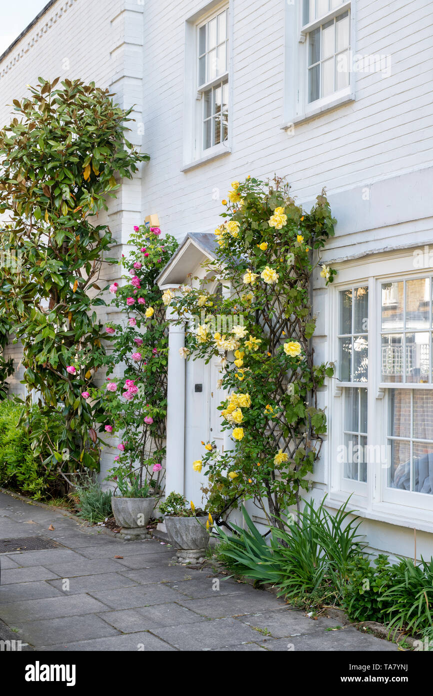 Gelbe Rosen und Sträuchern außerhalb Häuser in Lecky Street, Chelsea, London, England Stockfoto