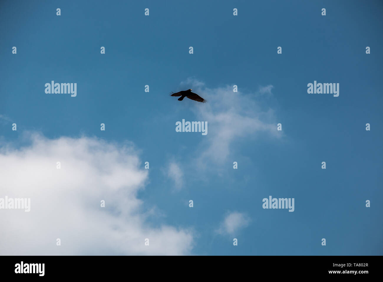 Fliegender Vogel in der Blauen und bewölkter Himmel Stockfoto