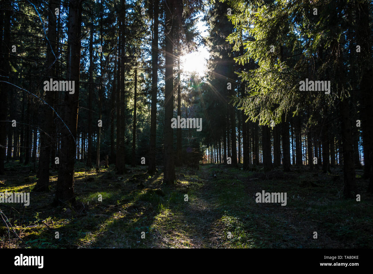 Die Sonnenstrahlen durch die Bäume in den dunklen Wald Stockfoto