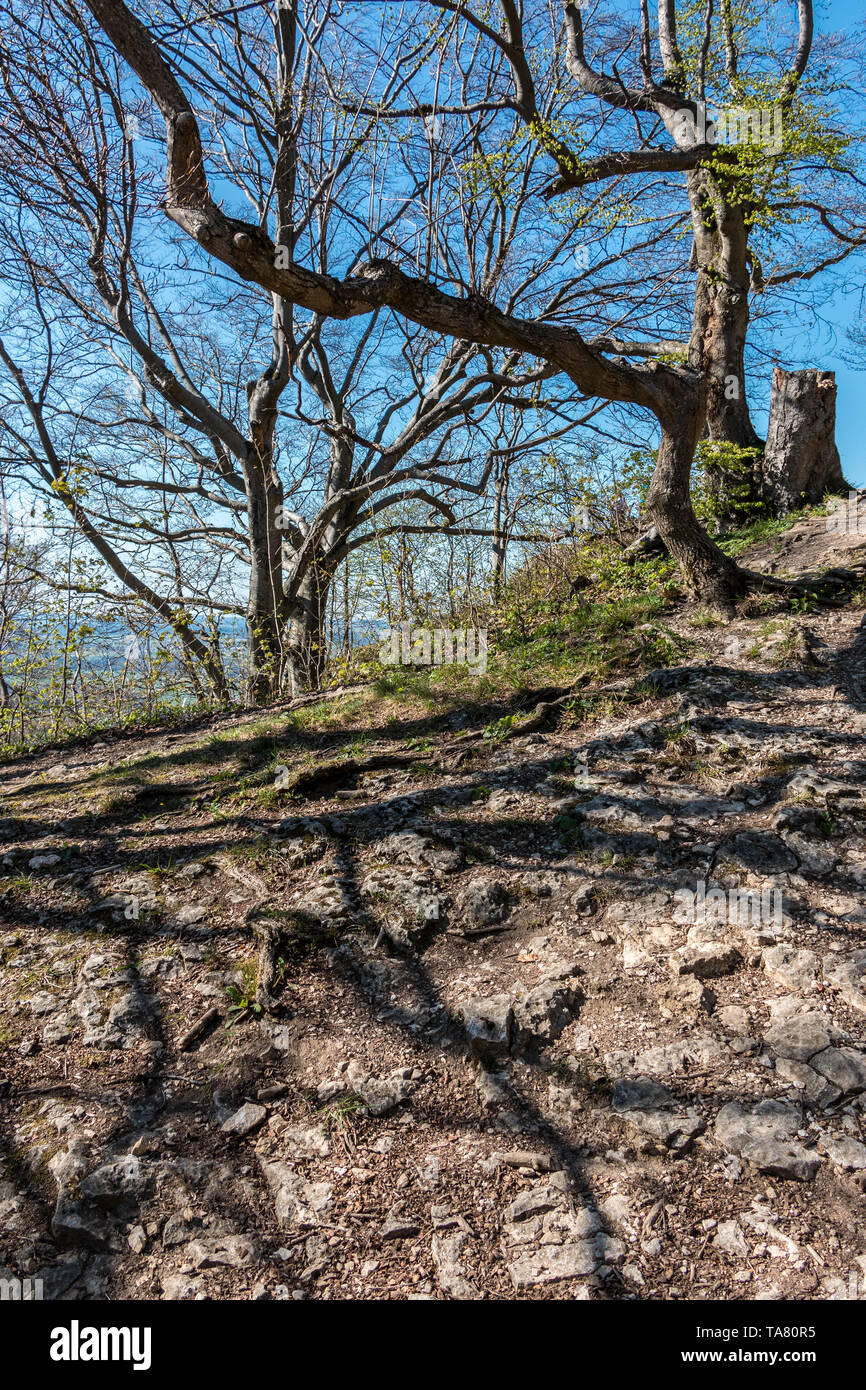 Einen kleinen Hügel mit Steinen, Bäumen und Wurzeln Stockfoto