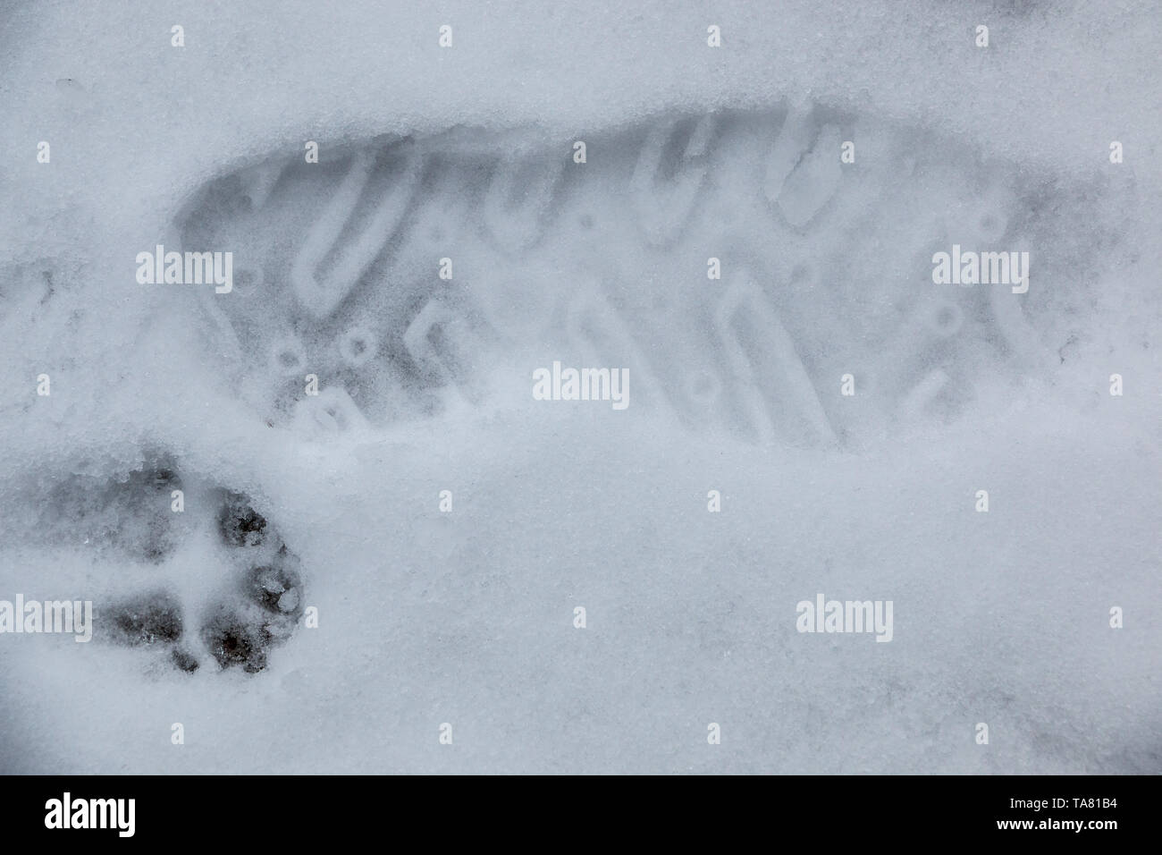 Foot Print eines menschlichen Schuh auf dem weißen Schnee Stockfoto