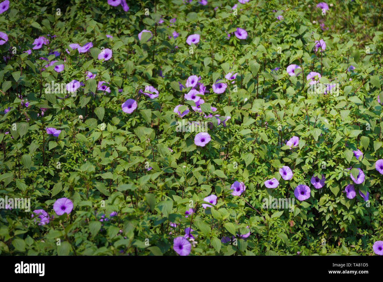 Mile-a-minute Weinstock, Messina Kriechgang, Kairo morning glory, Küste morning glory und railroad Kriechgang. Stockfoto