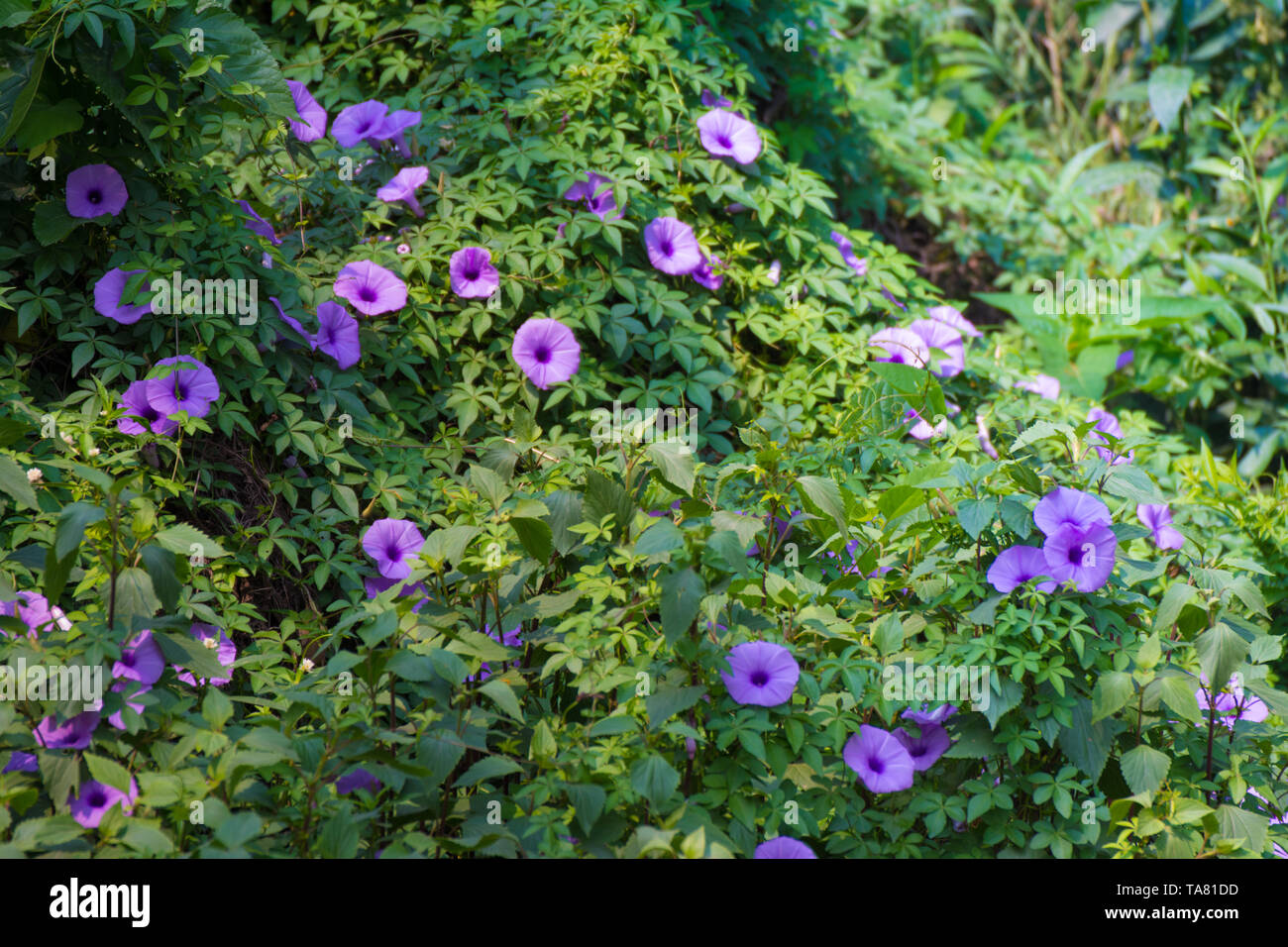 Mile-a-minute Weinstock, Messina Kriechgang, Kairo morning glory, Küste morning glory und railroad Kriechgang. Stockfoto