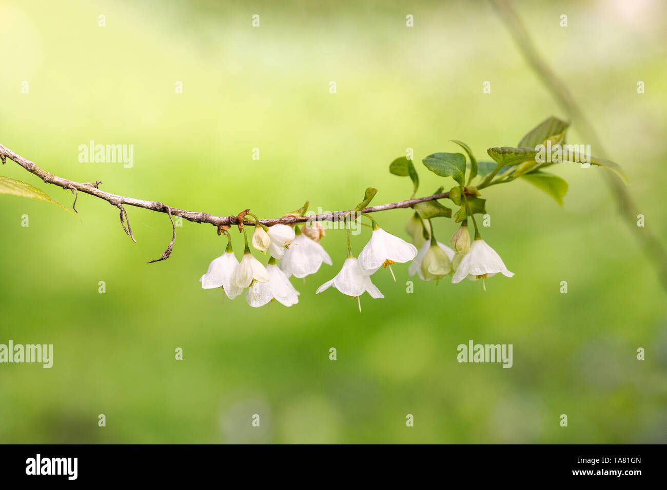 Nahaufnahme von einem Zweig der weißen glockenförmigen Blüten aus halesia Carolina, Schneeglöckchen Baum, Carolina silverbell-UK Stockfoto