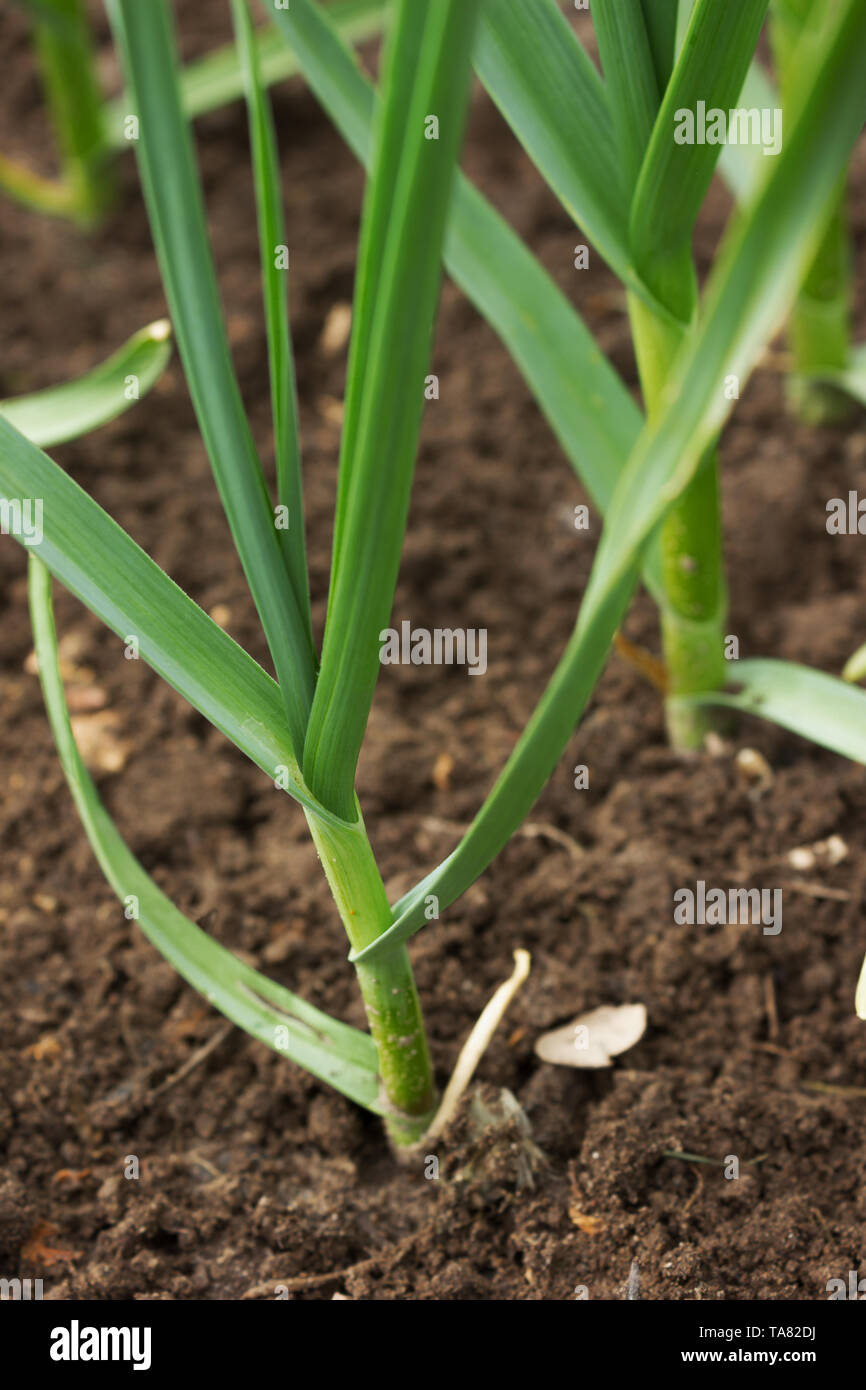 Knoblauch Pflanzen auf einem Boden. Frühe Knoblauch Pflanzen auf einen Masseschluss im Frühjahr Nahaufnahme Stockfoto