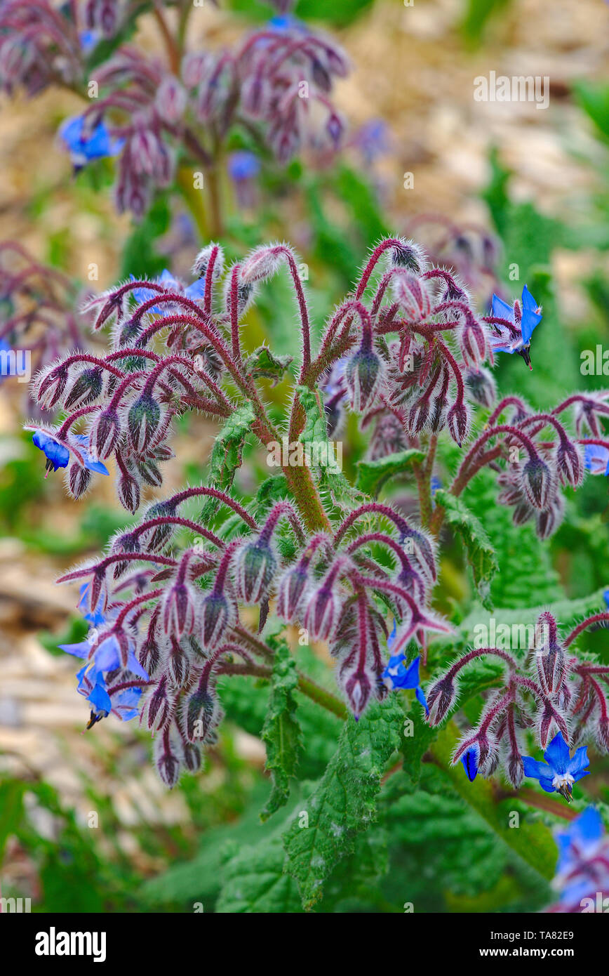 Blaue Blüten des Borretsch (Borago officinalis L.) Stockfoto