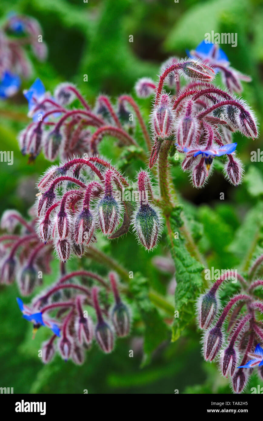 Blaue Blüten des Borretsch (Borago officinalis L.) Stockfoto