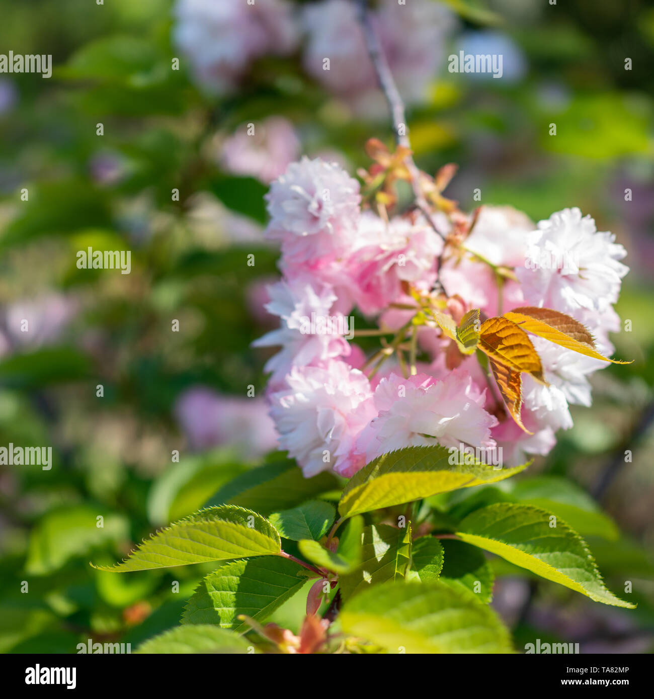 Grune Blatter Und Blute Pink Sakura Bluten In Blured Hintergrund Hintergrundbild Mit Schonen Blumen Stockfotografie Alamy