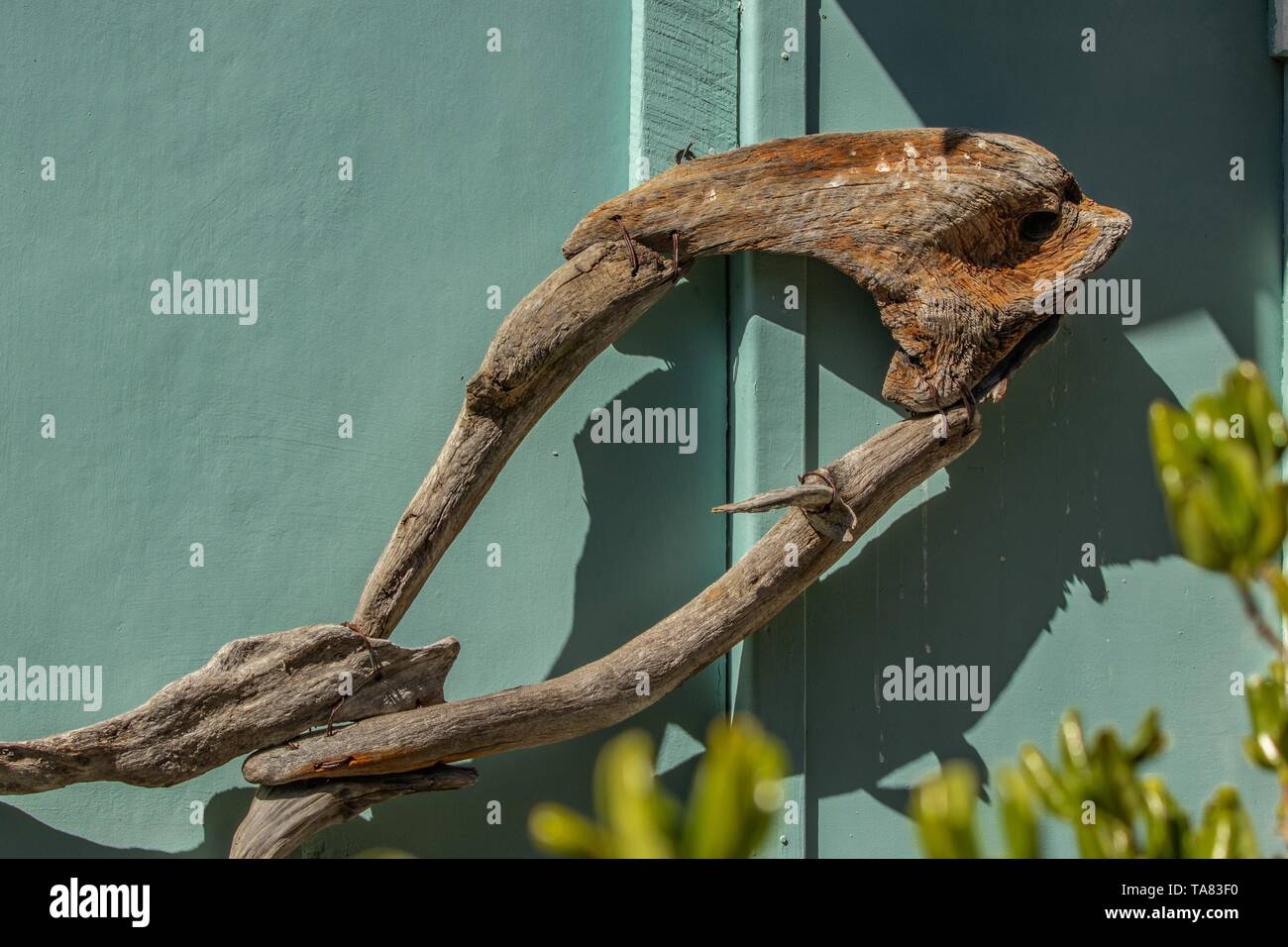 Driftwood Fisch Stockfoto