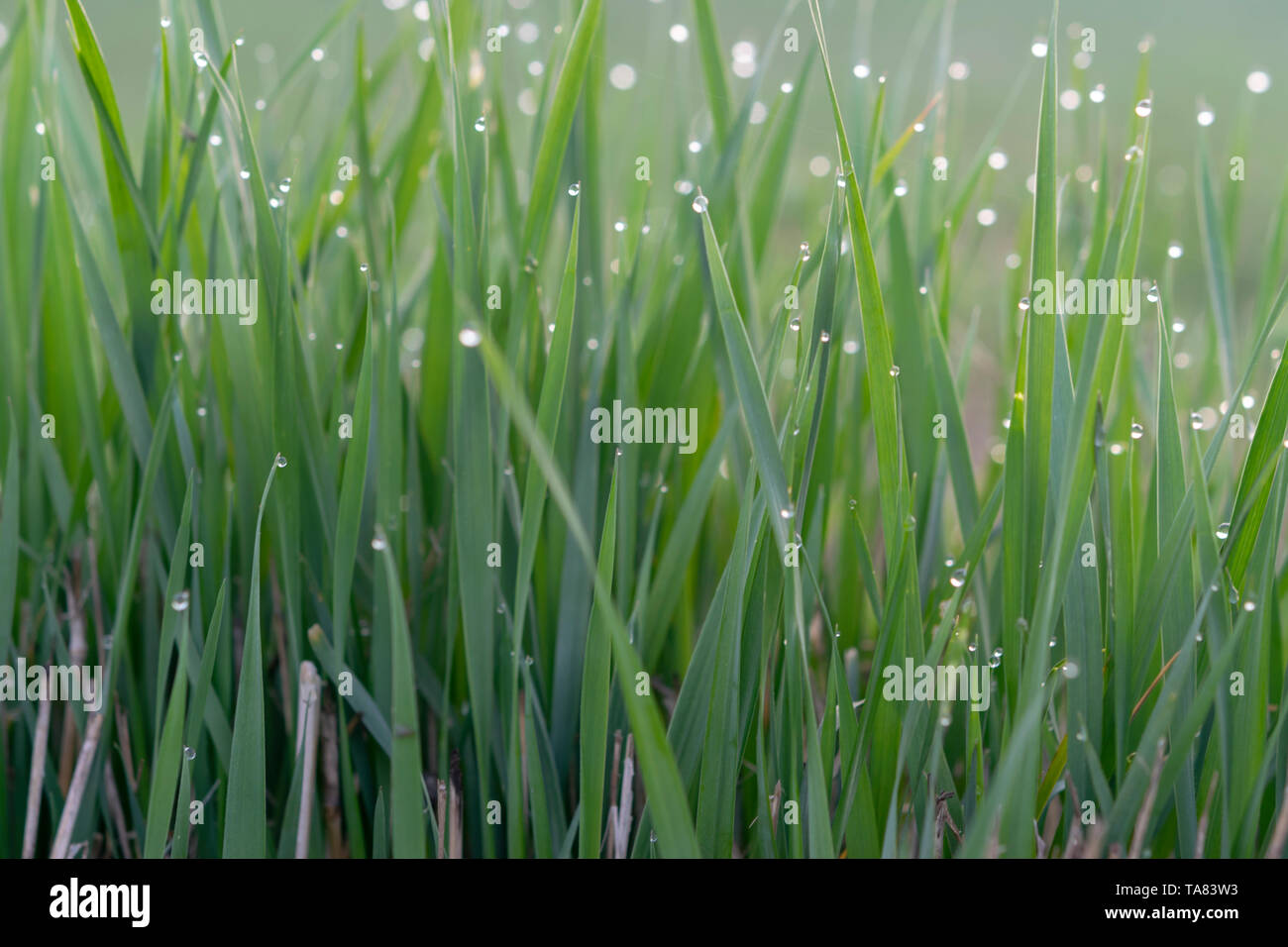 Morgentau auf Gras Blätter Stockfoto