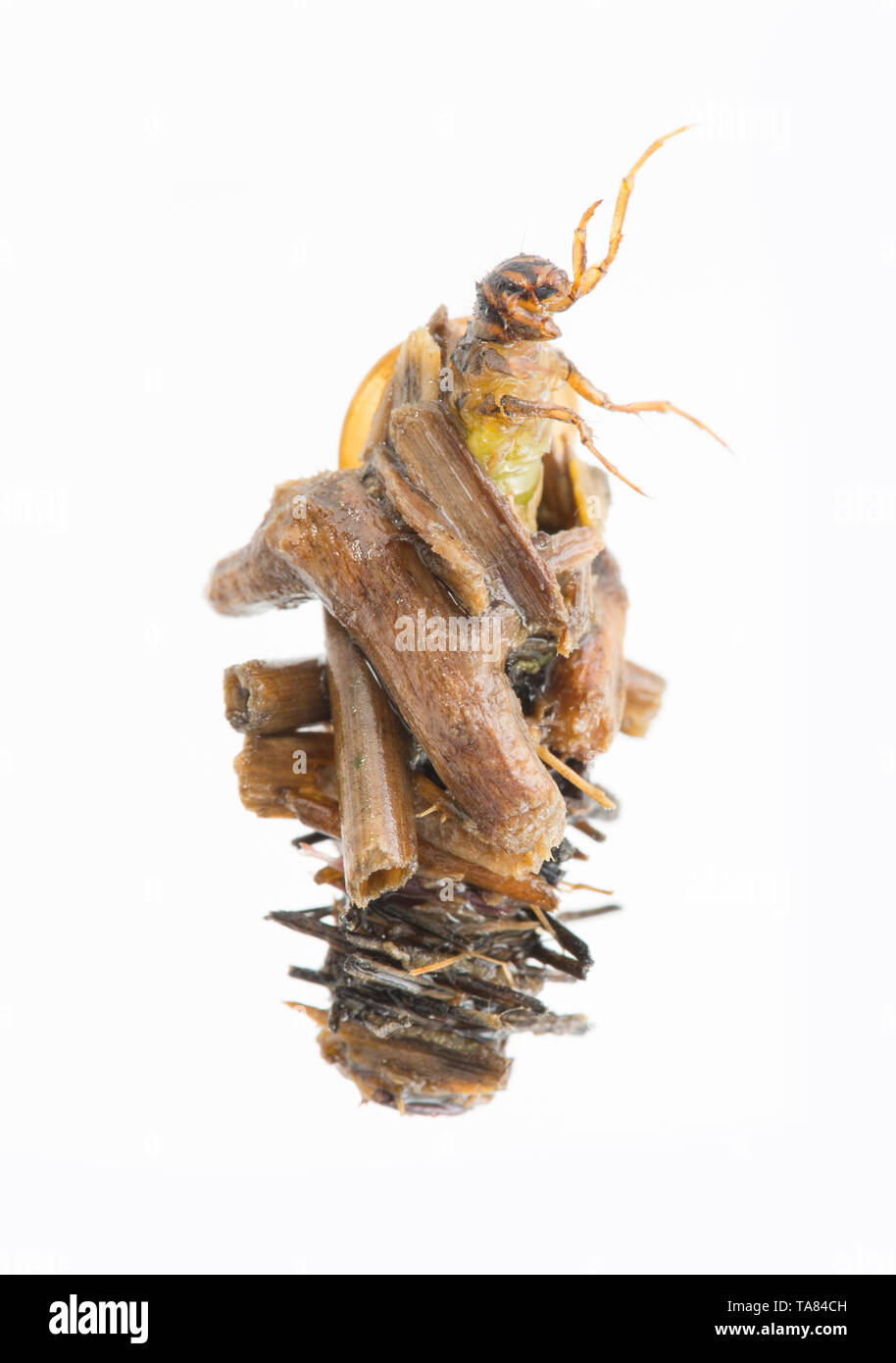 Caddis Larva UK Stockfoto