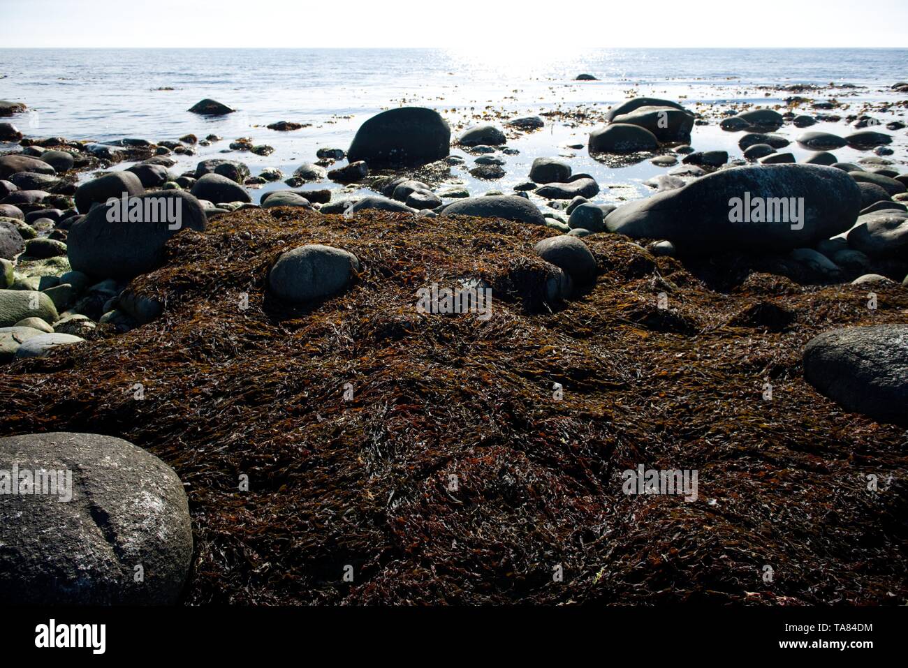 Mittelmeerküste in National Park im Süden Israels in der Nähe von Aschkelon Stadt. Meer Strand mit alten antiken Säulen und Steine mit grünen Algen Stockfoto