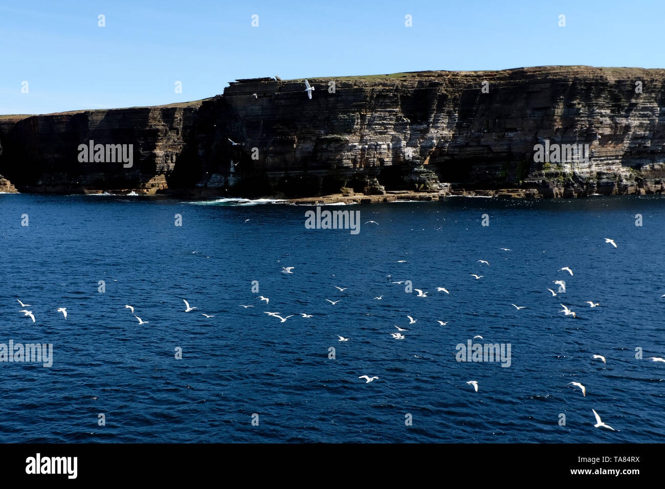 Nordküste, Stroma Isle Klippen und Möwen Schottland 8. Mai - 19. Reise über Schottland Foto Samantha Zucchi Insidefoto Stockfoto