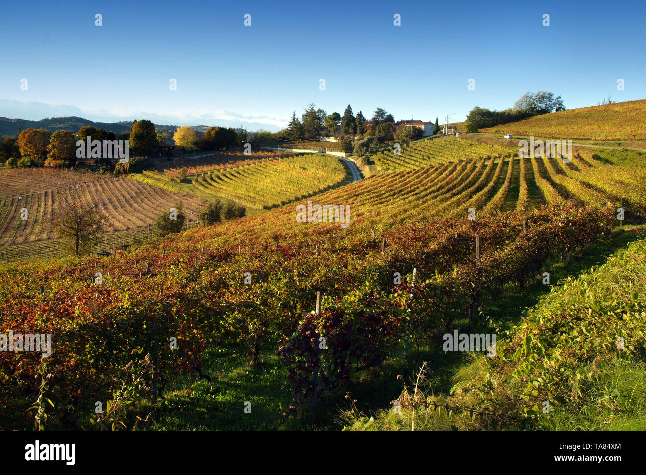 Blick auf Weinberge der Langhe Monferrato Roero, UNESCO-Welterbe in Piemont, Italien. Stockfoto