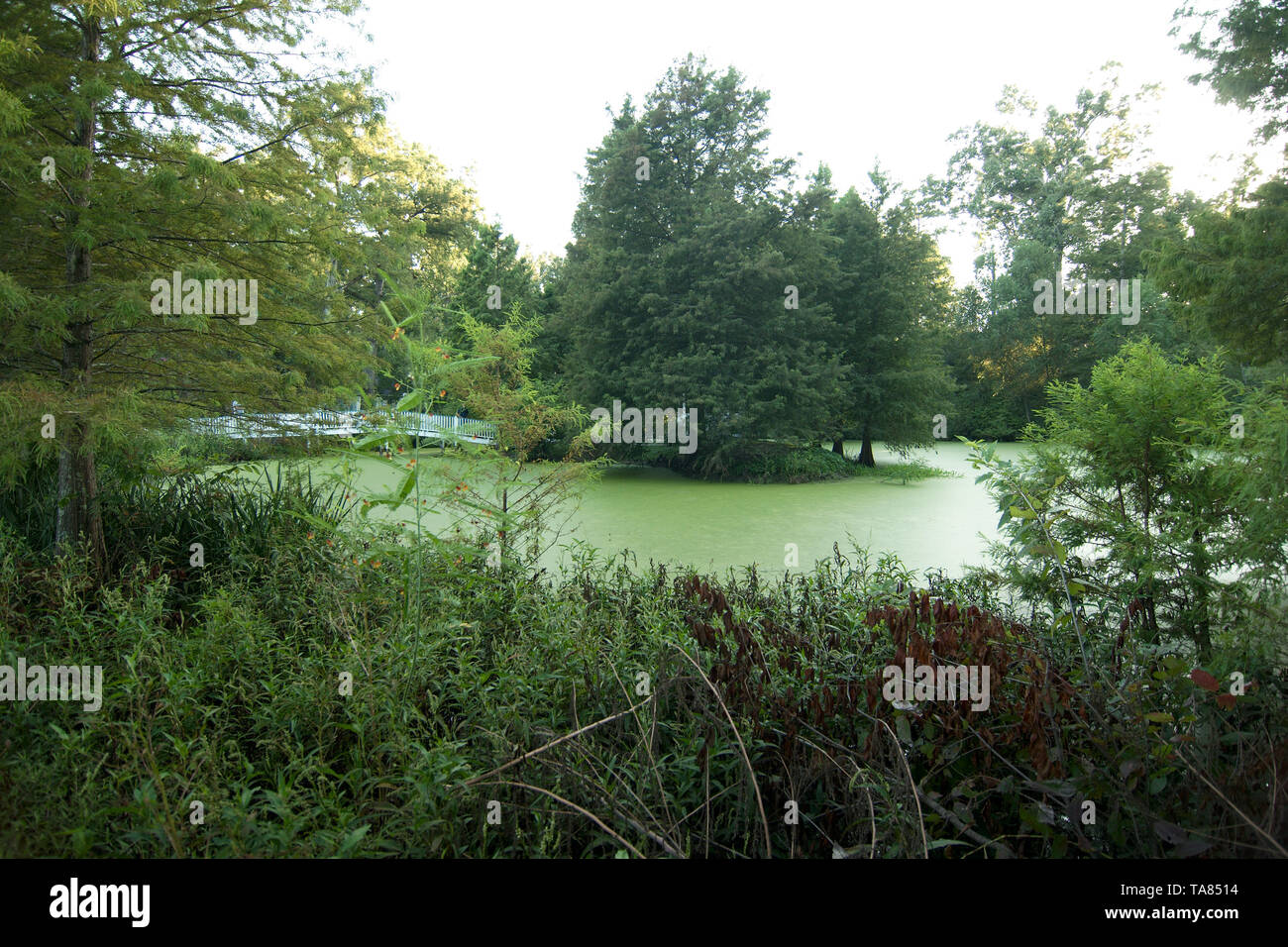 Ein Sumpf an der Myrten Plantage, St Francisville, Louisiana, USA. Stockfoto