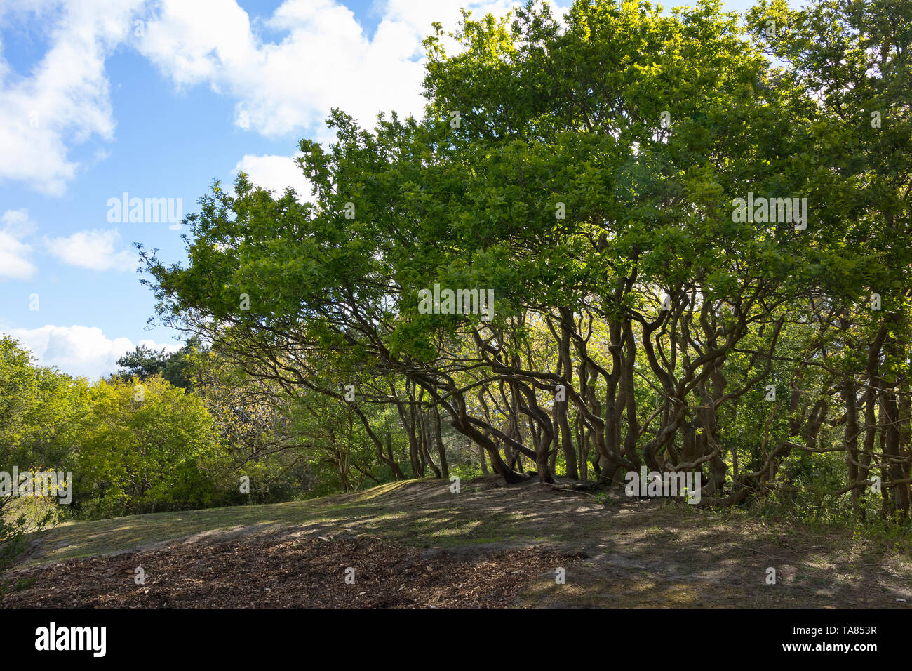 Curly geformte Bäume im Frühling in den Wäldern des Panbos Holland Stockfoto