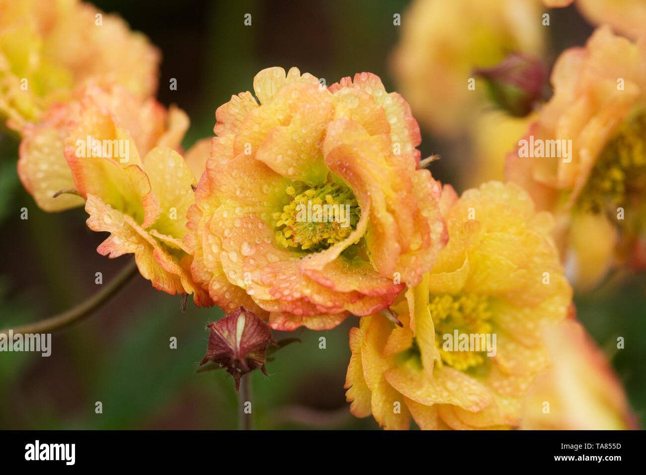 Geum 'Mai Tai' Blumen. Stockfoto