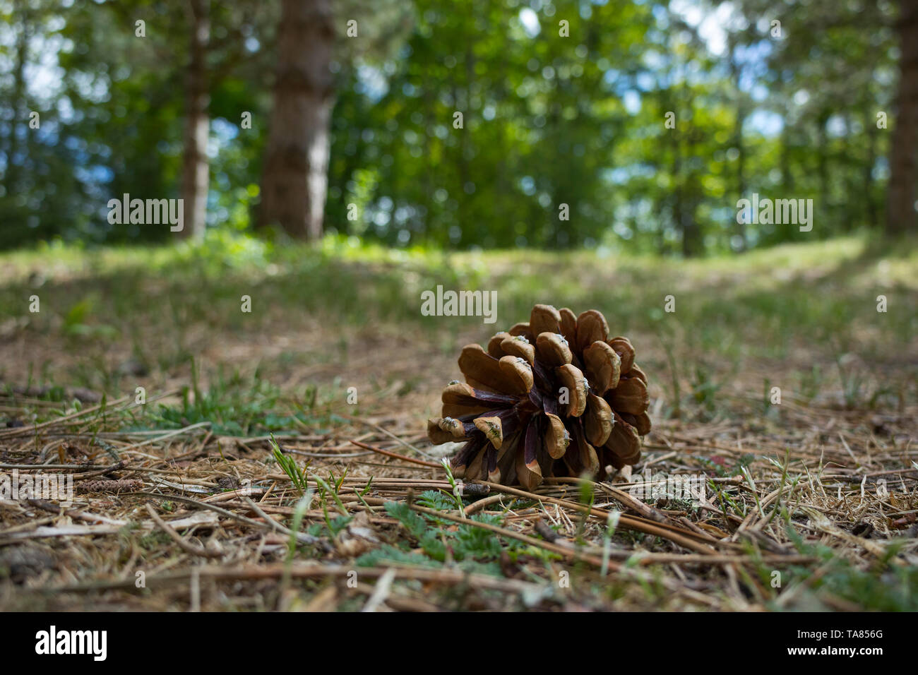 Leere Nadelbaum Kegel liegen auf dem Boden in den Wald Stockfoto