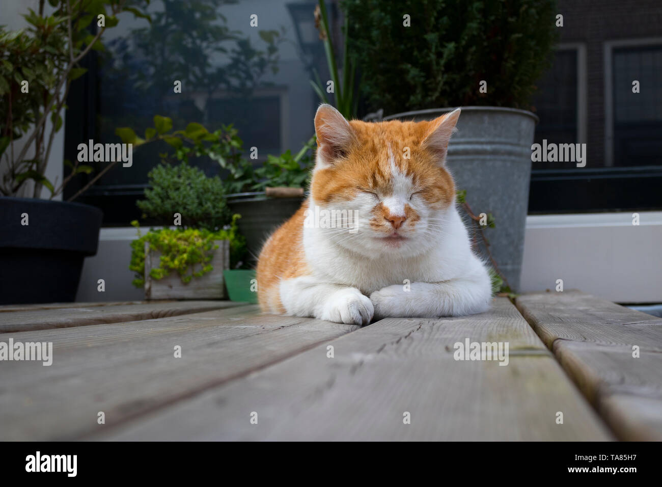 Entspannt schlafen rote und weiße Katze auf Holz Garten Tisch Stockfoto