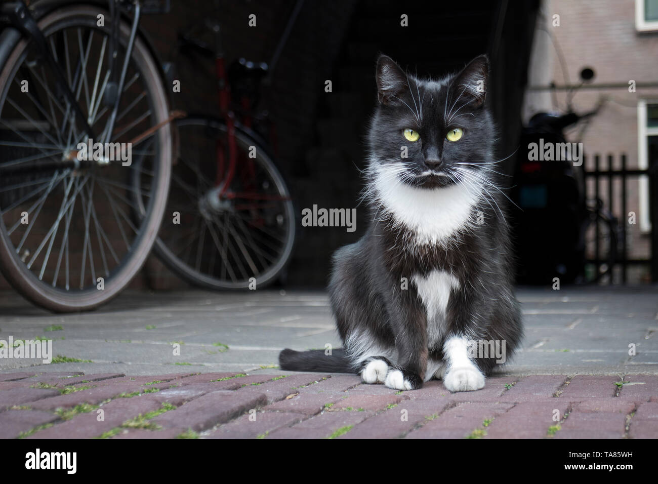 Schwarze und weiße Katze sitzt auf der Straße und schauen in die Kamera Stockfoto