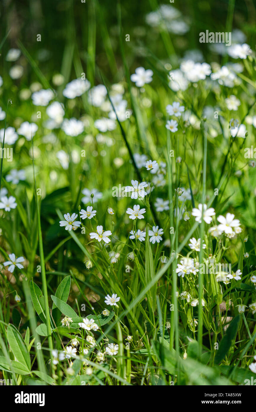 Kleine weiße Blumen auf der grünen Wiese im Sommer. Hintergrund Textur Stockfotografie