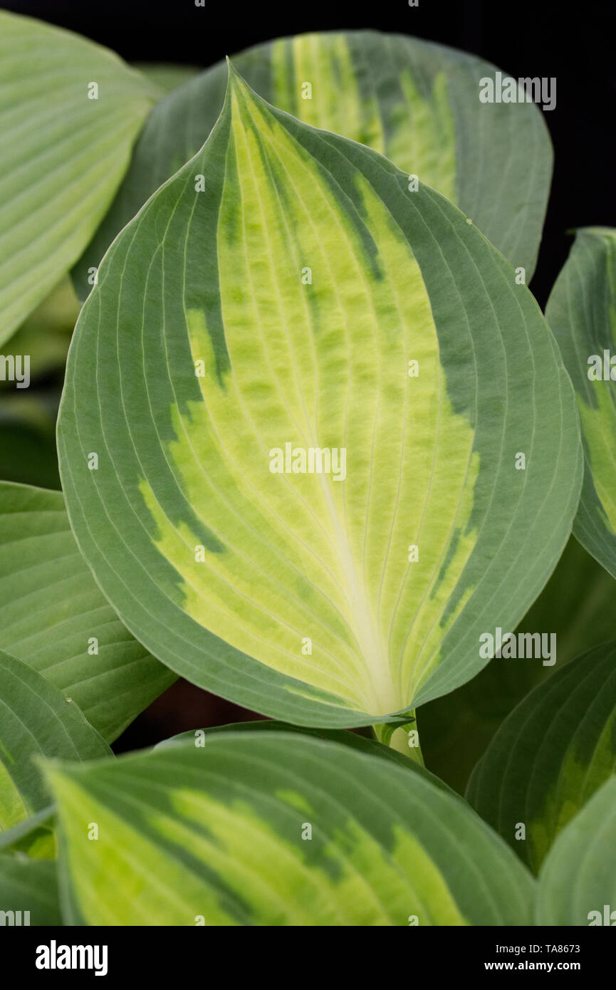 Hosta 'Verbotene Frucht' im Frühjahr. Stockfoto