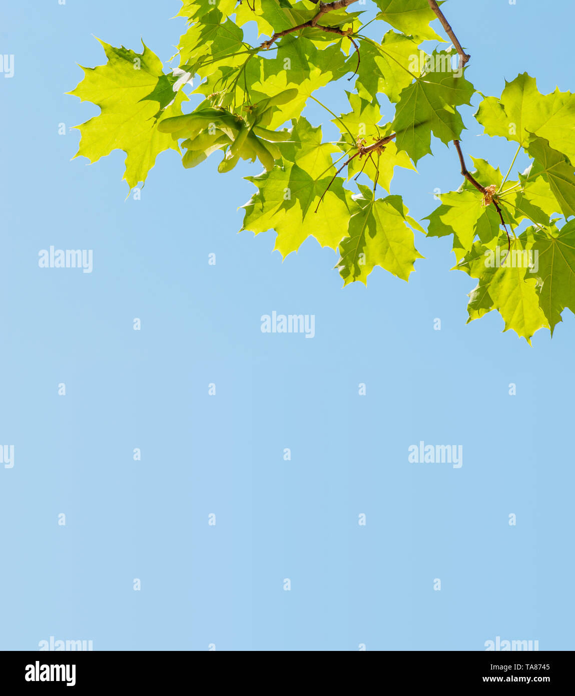 Helle grüne Blätter Ahorn Baum gegen den blauen Himmel Stockfoto