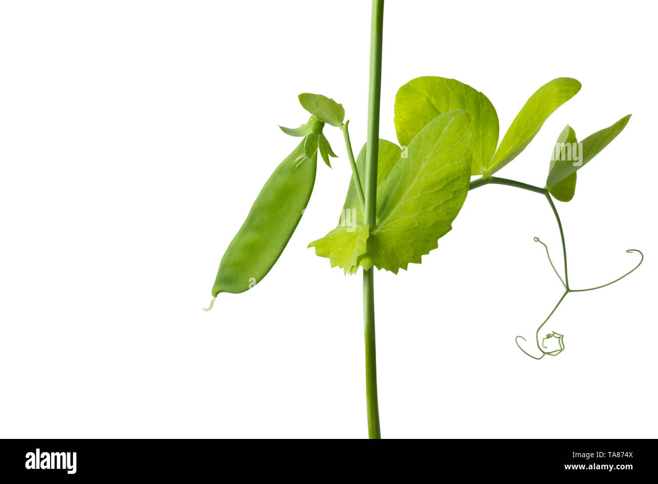 Wachsende grüne Erbse schließen bis auf weißem Hintergrund Stockfoto