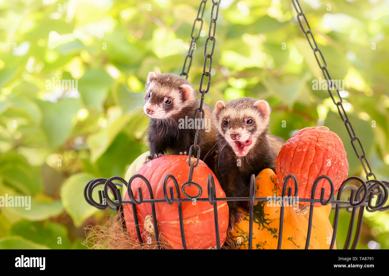 Zwei niedliche Haustier Frettchen (Mustela putorius furo), eine domestizierte Form des Europäischen Iltis, sitzen zusammen in einem Korb mit Kürbissen in einem Garten Stockfoto