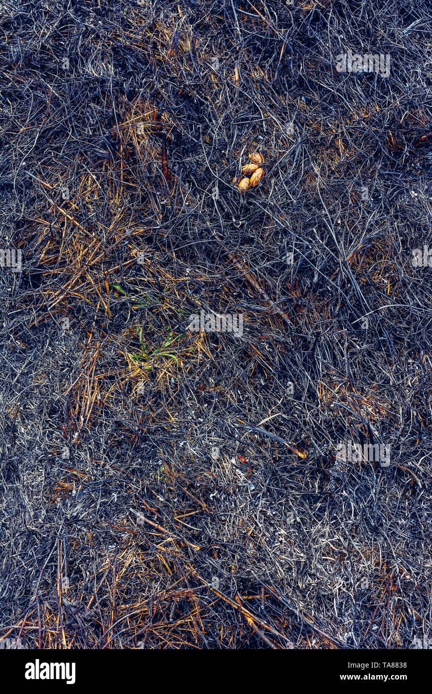 Konsequenzen, die Feuer nach dem Brennen Gras 2019 verlassen Stockfoto