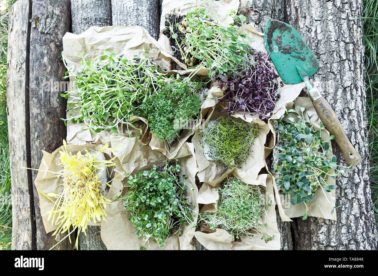 Verschiedene microgreen in Handwerk Papier auf den natürlichen Hintergrund Stockfoto