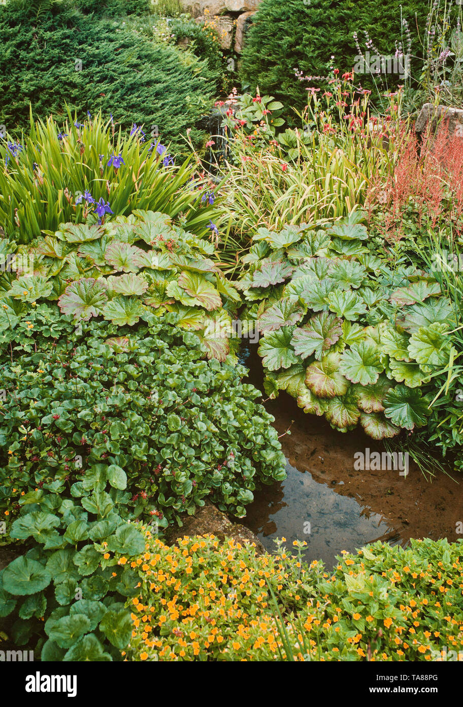 Wasserpflanzen, Pflanzen bog Stockfoto