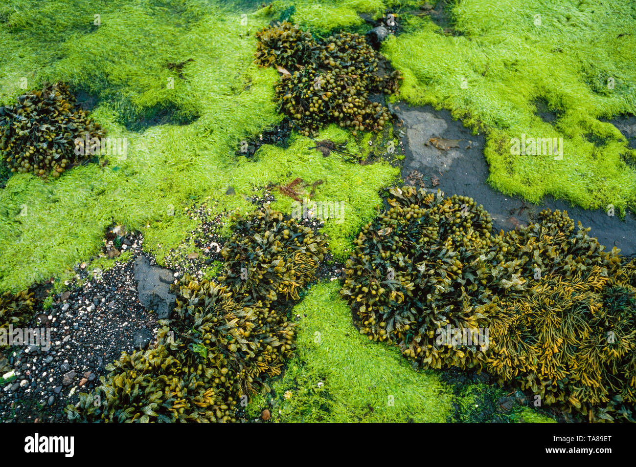 Algen am Strand bei Ebbe, Cladophora rupestris, Blase, Rack, Fucus vesiculosus Stockfoto