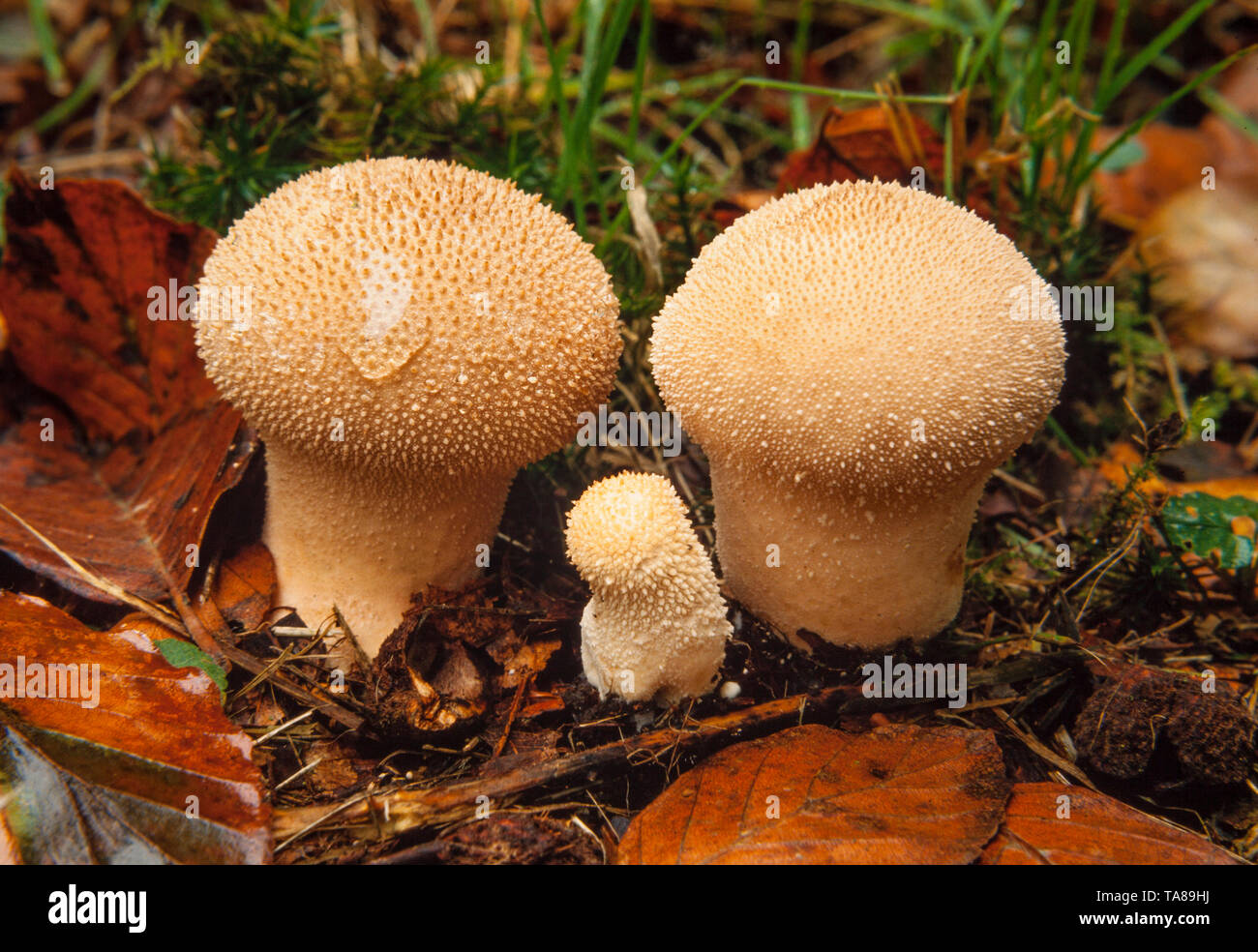 Puffball Pilze, Lycoperdon perlatum, Herbst, Großbritannien. Stockfoto