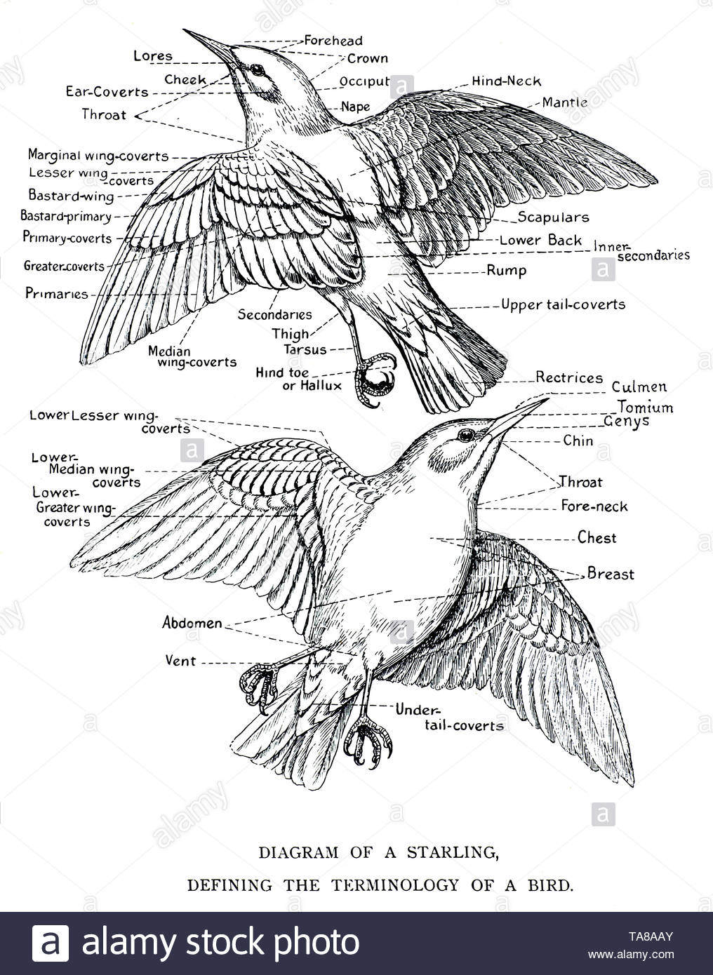 Diagramm eines Starling, Festlegung der Terminologie eines Starling, vintage Abbildung von 1898 Stockfoto