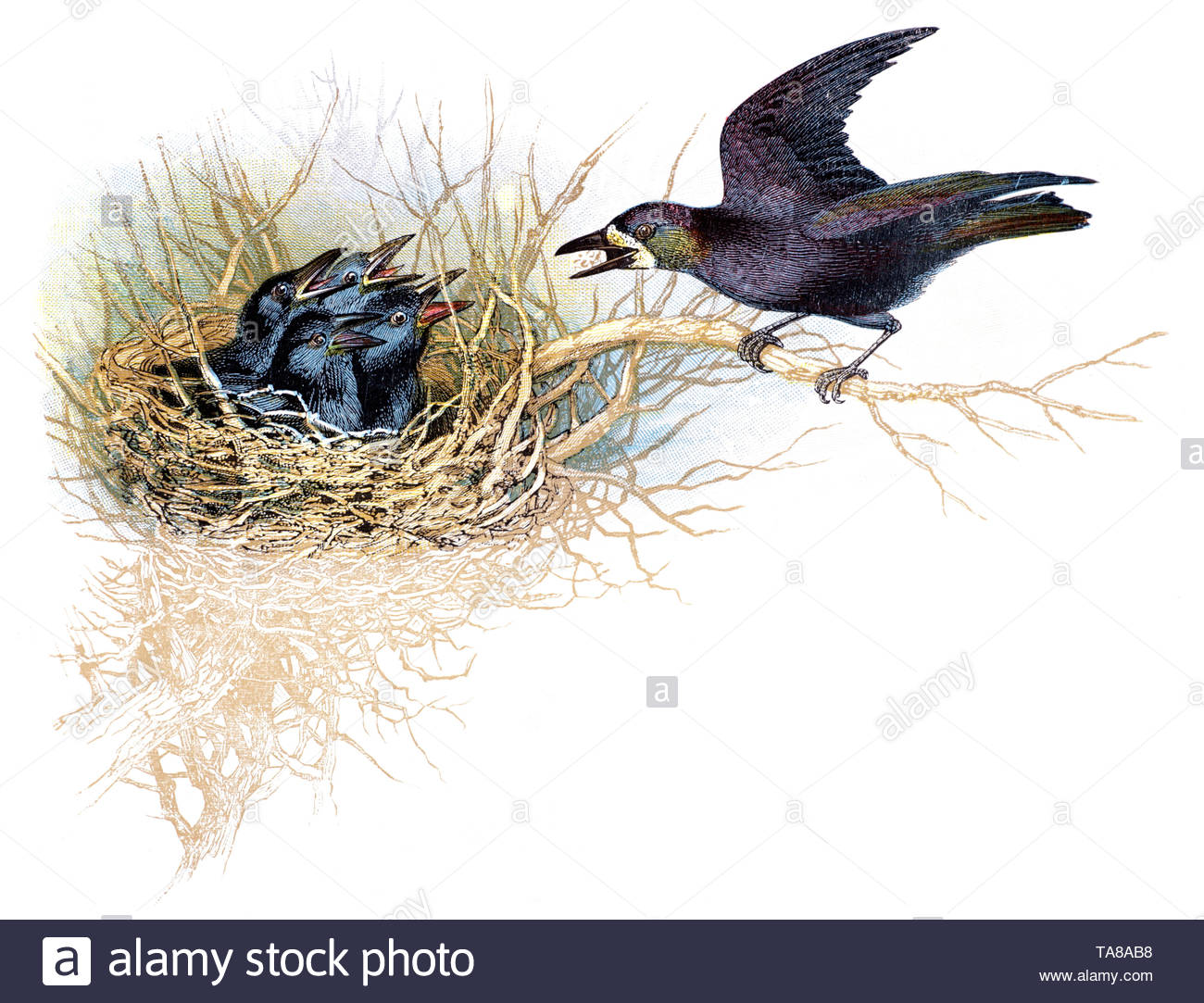 Saatkrähe (Corvus frugilegus) am Nest mit Küken, vintage Abbildung im Jahr 1898 veröffentlicht. Stockfoto