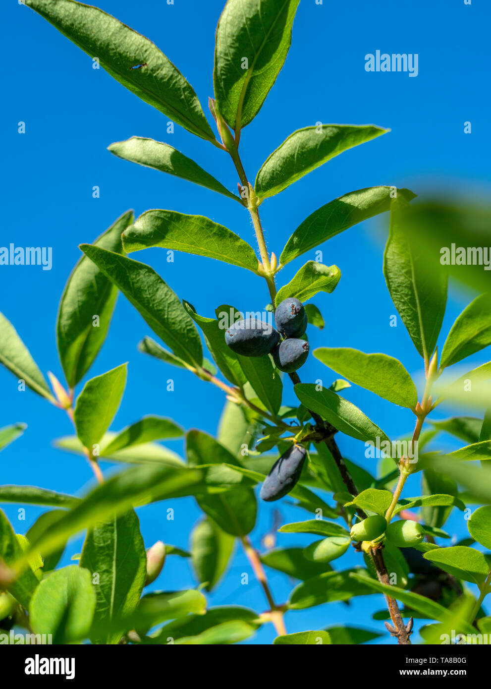 Reife Beeren von essbaren Geiblatt (Lonicera) auf einem Zweig auf dem  Hintergrund der zarte grne Bltter Stockfotografie - Alamy