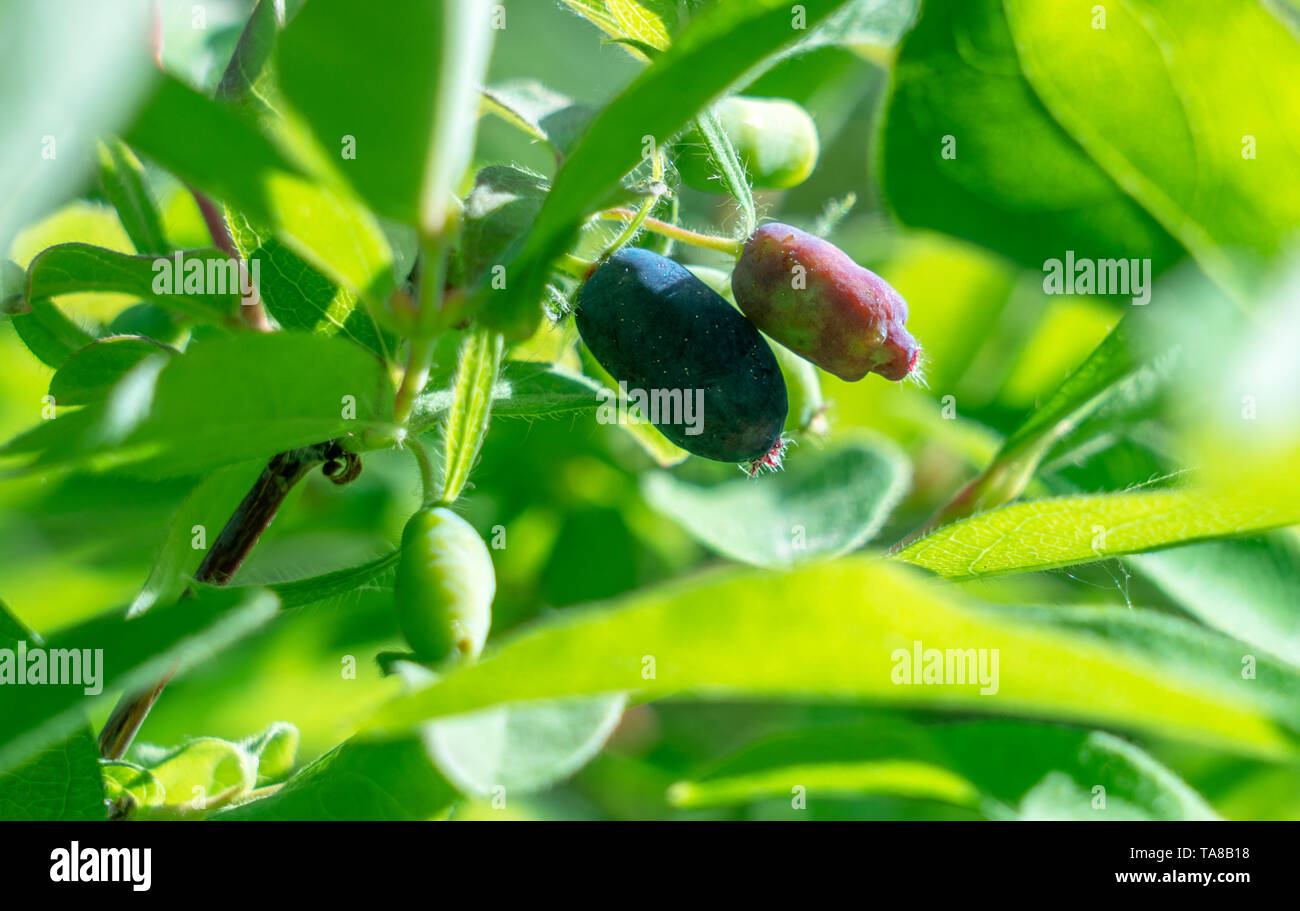 Reife Beeren von essbaren Geiblatt (Lonicera) auf einem Zweig auf dem  Hintergrund der zarte grne Bltter Stockfotografie - Alamy