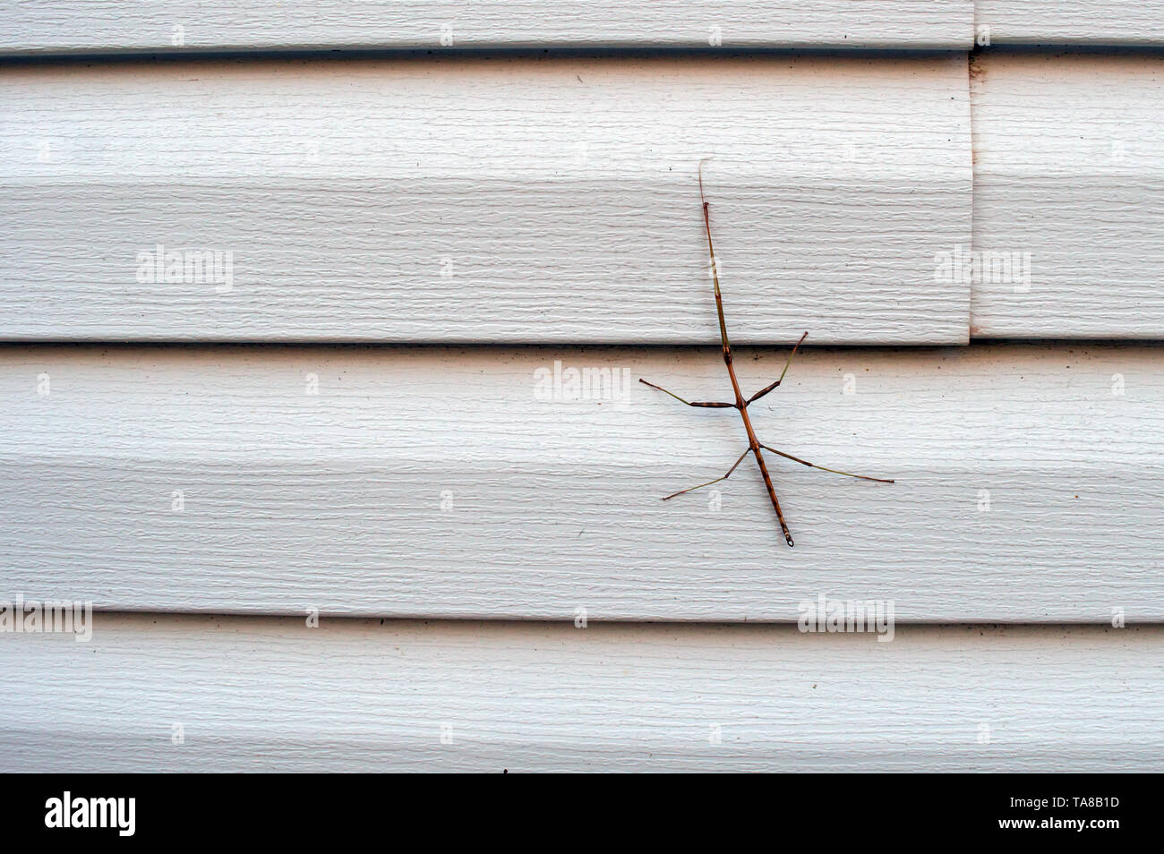 Eine gruselige Insekt suchen, resembing Eine kleine Woody-distribution, gekennzeichnet als walkingstick klammert sich an das Abstellgleis auf ein Haus im Südwesten Missouri. Stockfoto