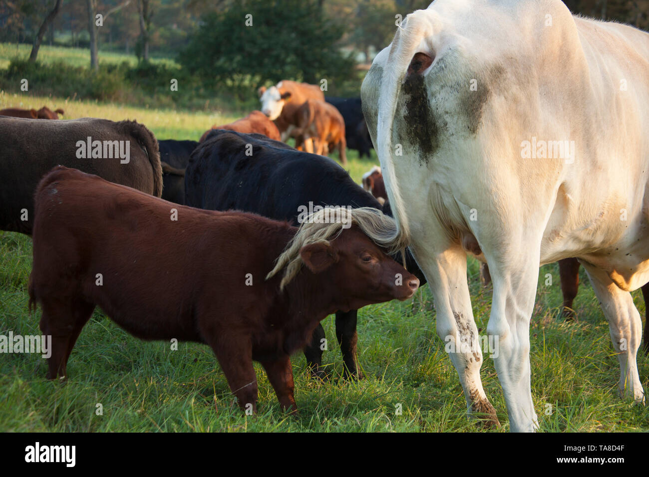 Gruppe der Kälber und Kühe in Feld Stockfoto